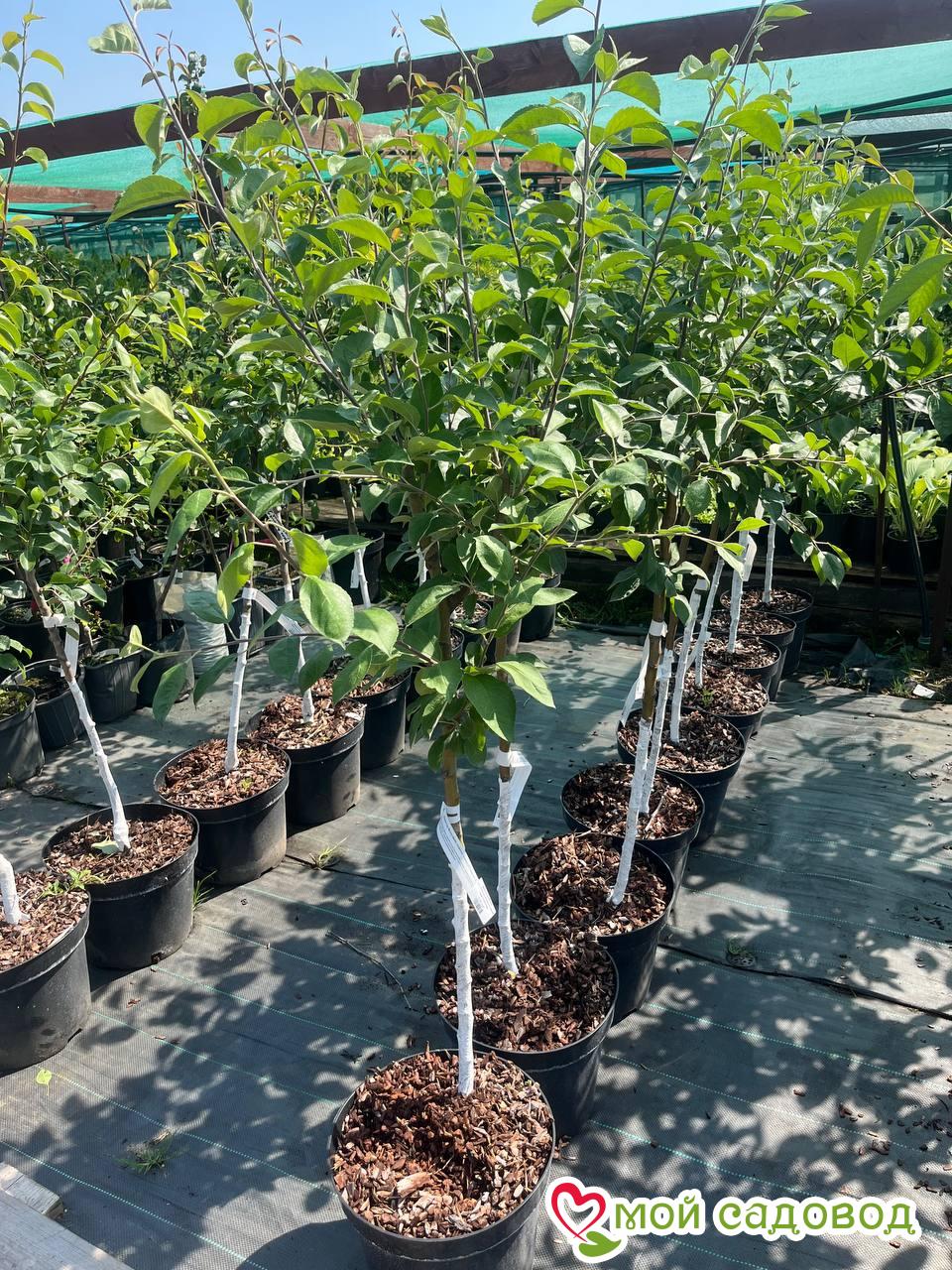 Яблоня Вечерний Рубин